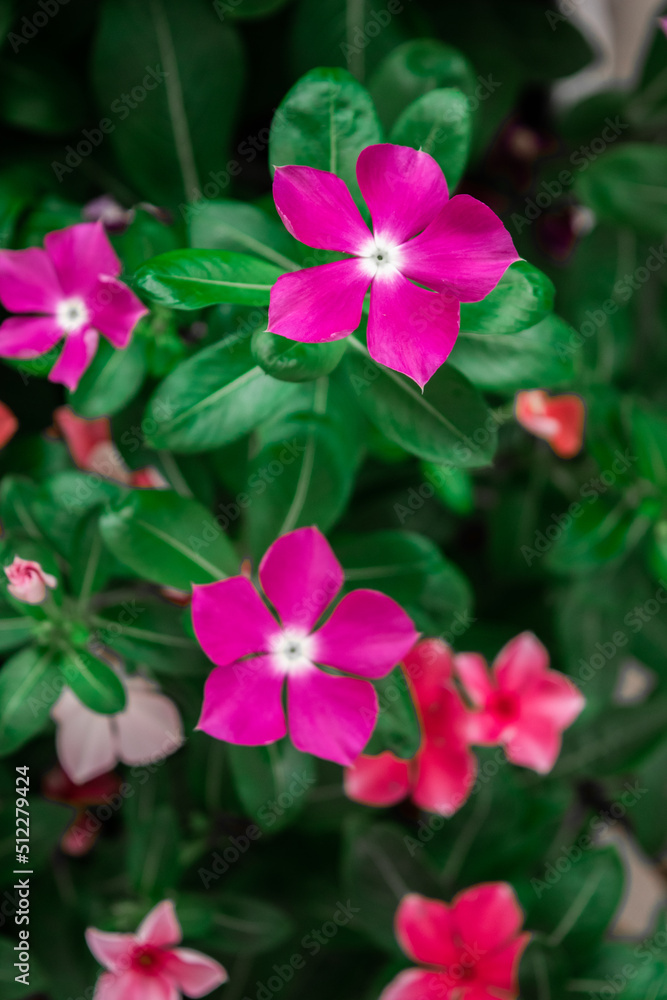 pink flowers in the garden pink flowers in the garden