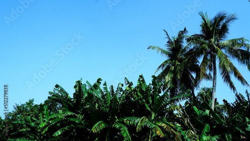 Wallpaper Mural Green bananas and coconut trees with bluesky background Torontodigital.ca