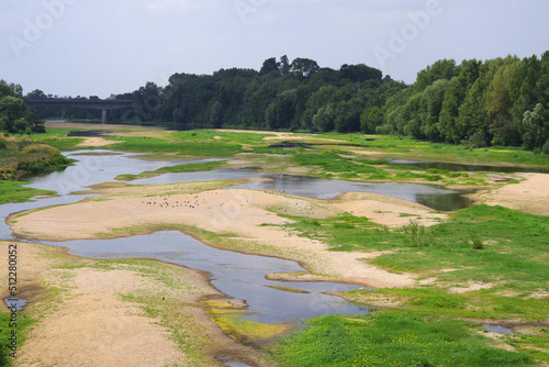 Échassiers en bord de Loire