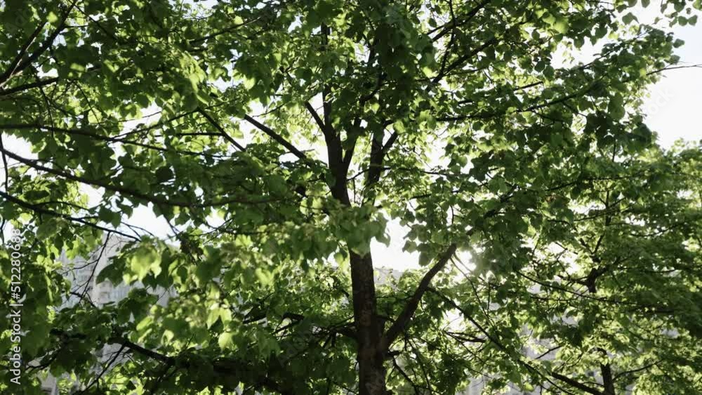 Flickering sunlight in the treetops Flickering sunlight in the treetops