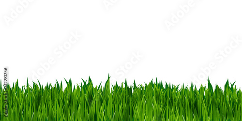 Green grass realistic isolated on white background