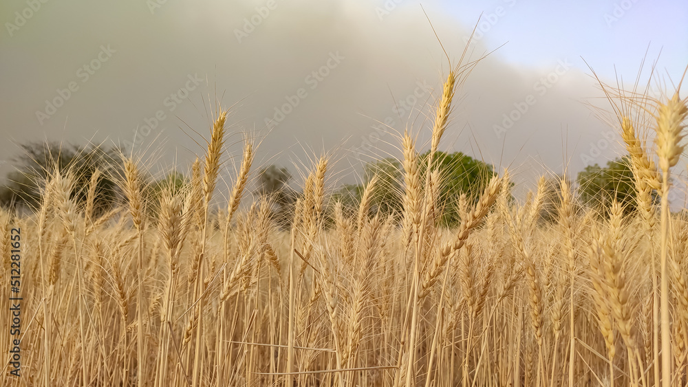Fototapeta premium Golden ripped field of wheat crop