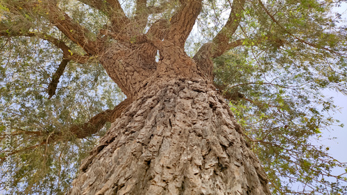 Khejari (Prosopis Cineraria) tree trunk and bark, close up image, 