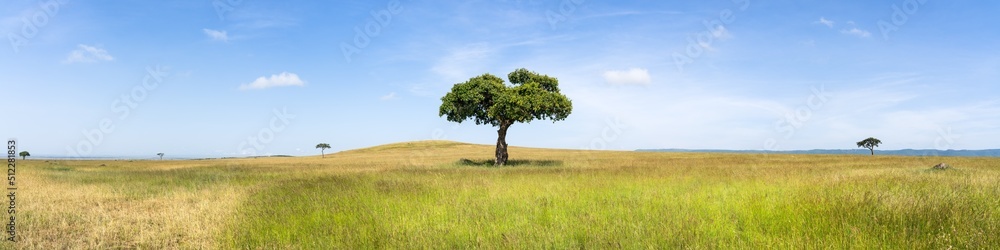 Lonely Acacia tree in the Maasai Mara, Kenya, Africa Lonely Acacia tree in the Maasai Mara, Kenya, Africa