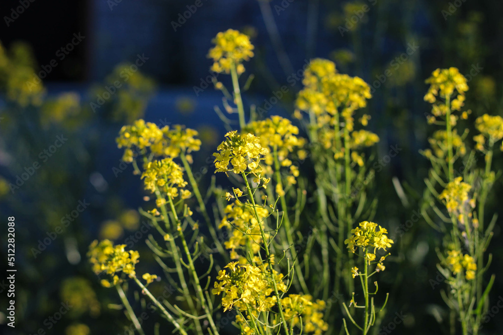 Obraz premium bush of yellow flowers in sunlight
