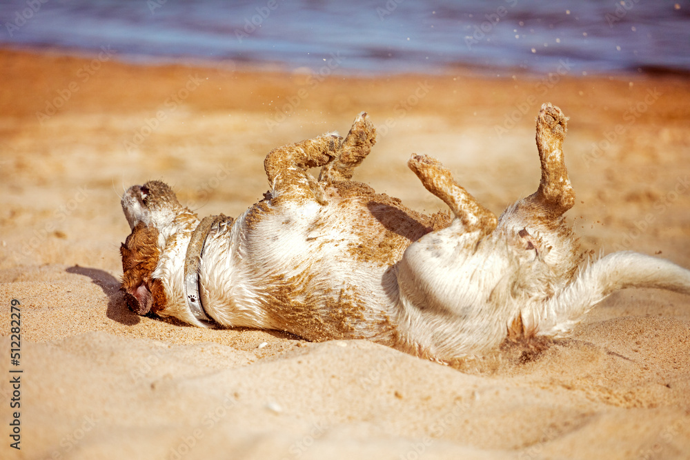 funny wet jack russell terrier wallows in the sand on the beach in sunny sand, horizontal