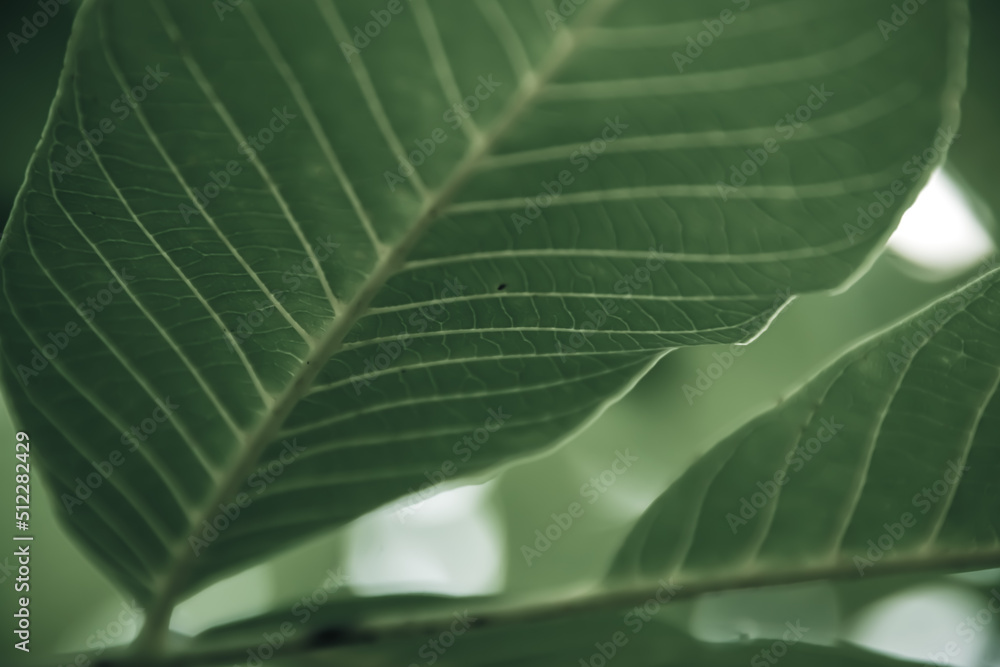 Close up of faded colorful leaf background, nature detail backdrop Close up of faded colorful leaf background, nature detail backdrop