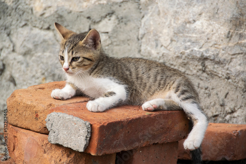 Foto A litten kitten resting on the bricks