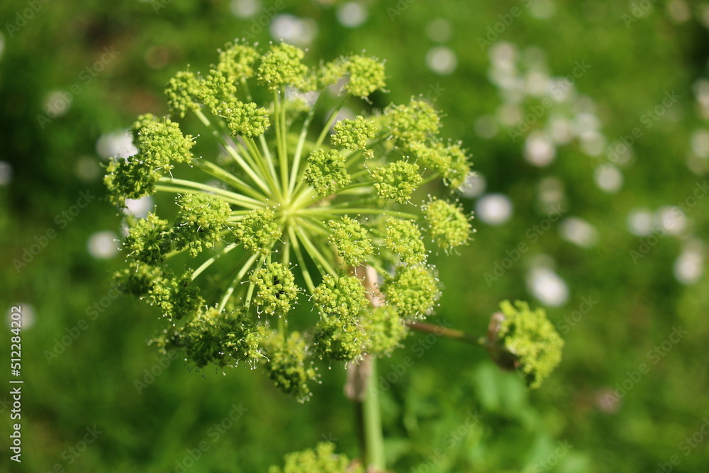 Fototapeta premium Dzięgiel litwor Angelica arcydzięgiel herbs