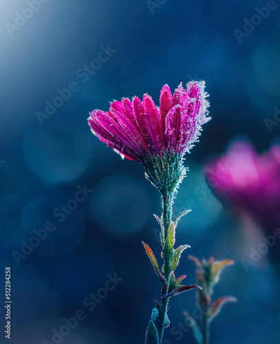 Macro of a single pink aster flower covered with frost and ice. Dark blue background with bokeh, other blurred flowers. Taken on a cold Autumn morning