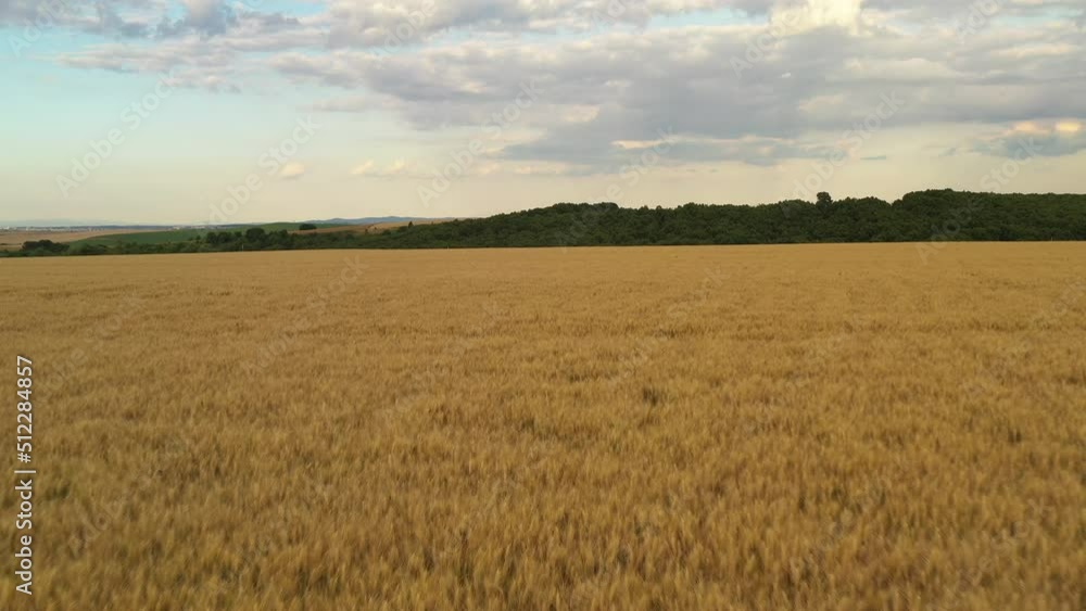 Flight low over wheat agricultural fields. Flight low over wheat agricultural fields.
