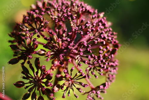 arcydzięgiel ozdobny Angelica gigas