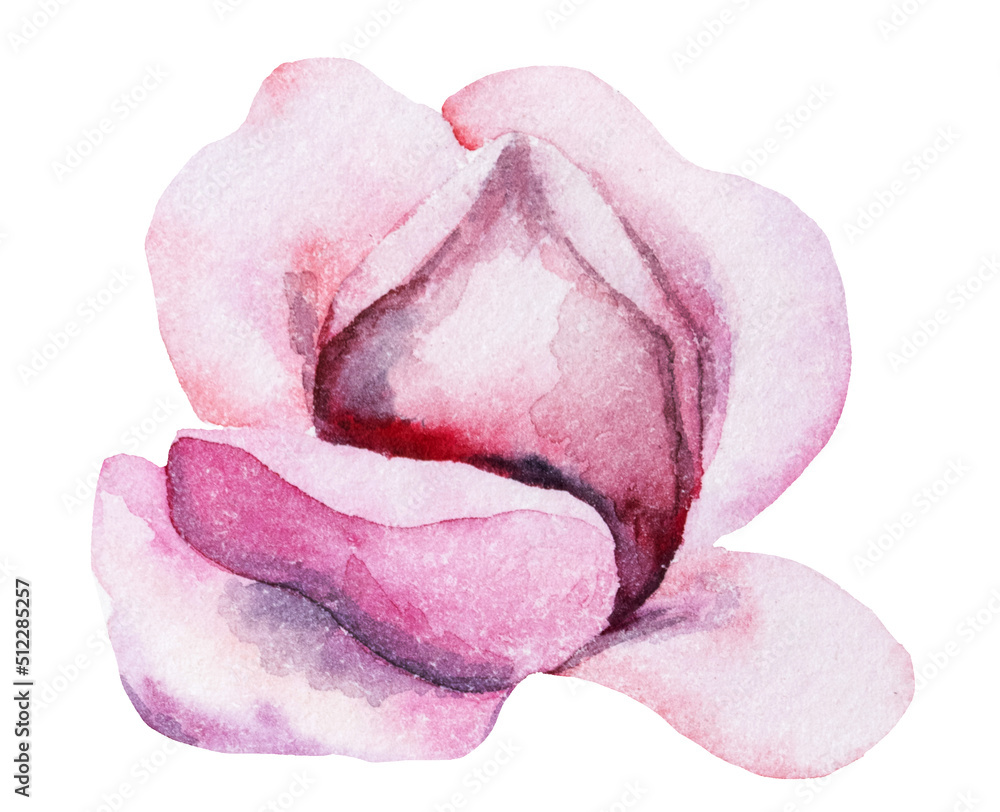 Watercolor light pink rose flower illustration element Stock ...