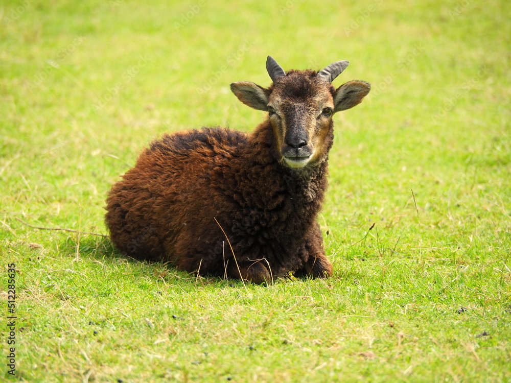 Brown sheep on a green grass.