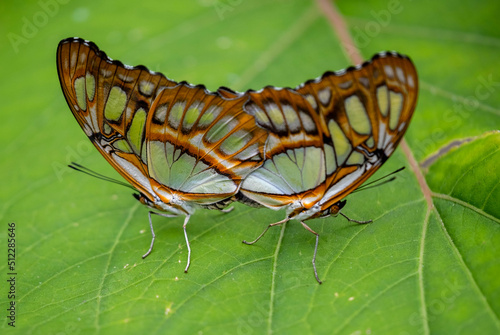 Vlinder - Butterfly photo