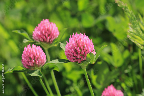 trifolium pratense plant macro photo