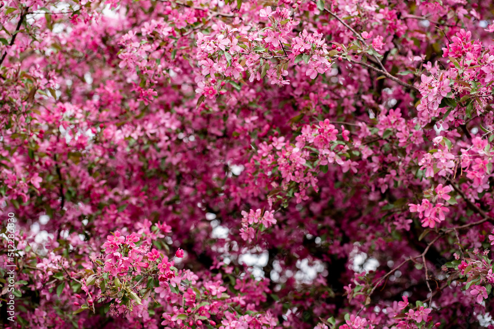 pink flower tree