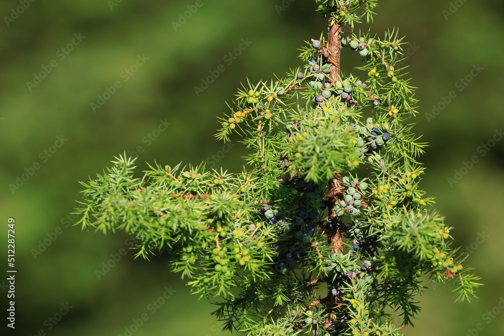 Juniper berries on tree, healthy fresh fruits on prickly coniferous tree Juniper berries on tree, healthy fresh fruits on prickly coniferous tree