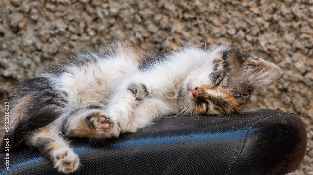 Street kitten fast asleep on the seat of a moped