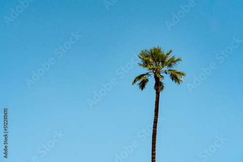 A palm tree against blue sky © WD Stockphotos