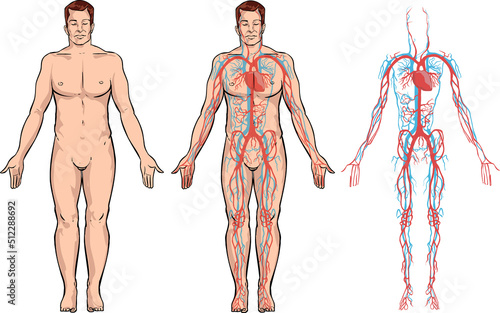 white background illustration of a circulatory system photo
