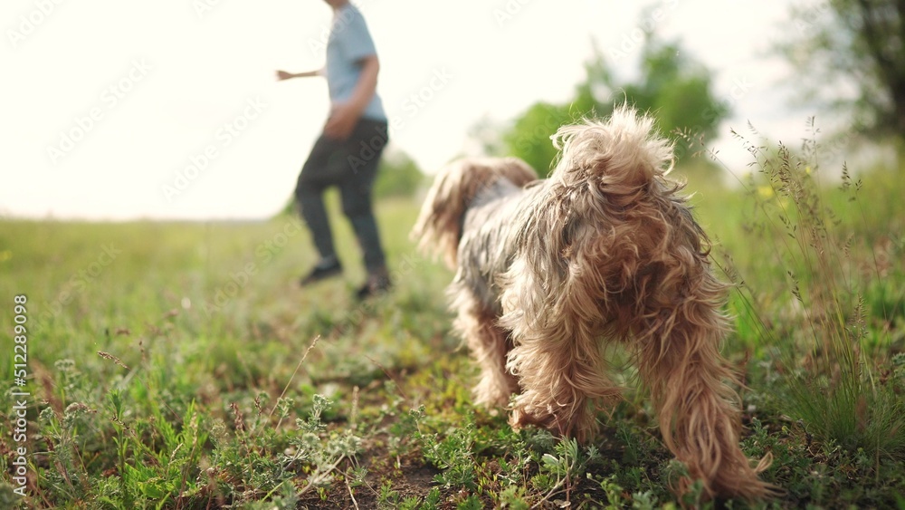 child and dog run in the park. happy family pet kid dream concept. dog and child legs close-up run in nature on the grass in the forest park. little girl running with pet shaggy dog sunlight child and dog run in the park. happy family pet kid dream concept. dog and child legs close-up run in nature on the grass in the forest park. little girl running with pet shaggy dog sunlight