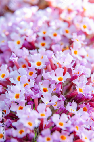 Macro view of buddleia flowers in a garden in summer.