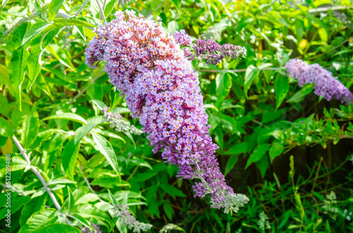 Close up view of buddleia flowers in a garden in summer. photo