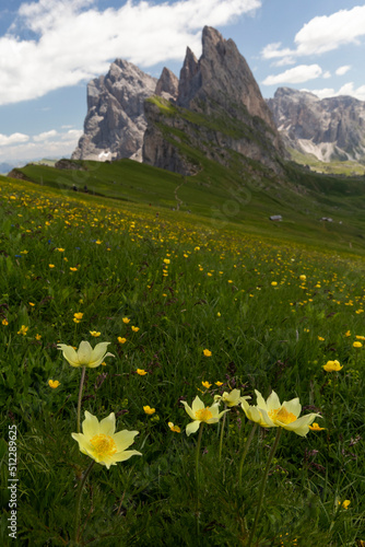 flowers in the mountains, Dolomites