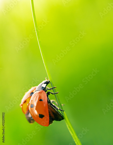 Red ladybug with open wings on the grass on a juicy green background in a macro with copy space.