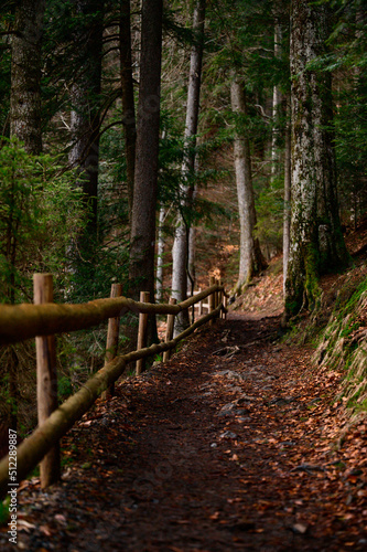 Forest trail with fence  hiking in the woods  Ukrainian Carpathians and hiking trails.