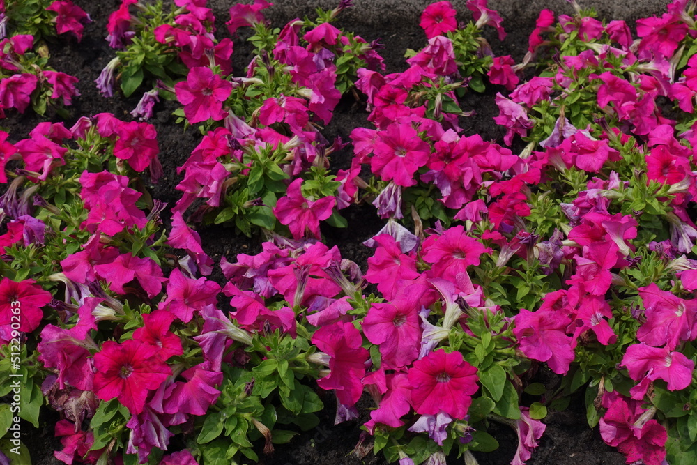 Background - numerous vibrant pink flowers of petunias in mid June