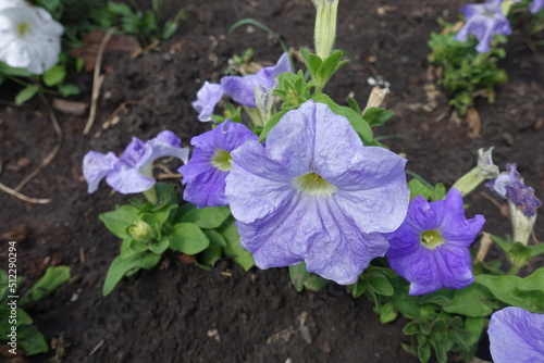 Closeup of violet flowers of petunias in June