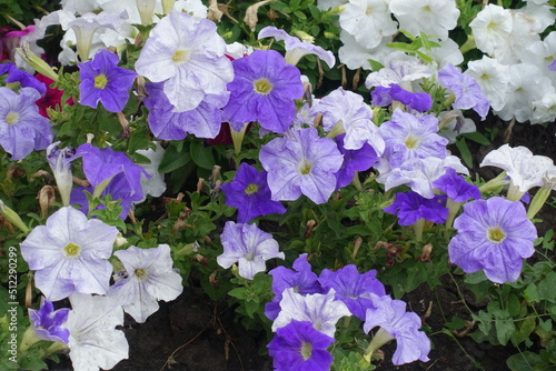 Multiple flowers of petunias in shades of violet in mid July