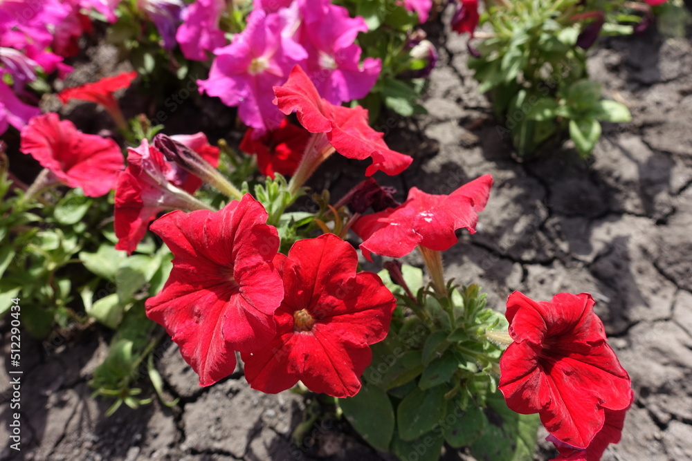 Red and pink flowers of petunias in August