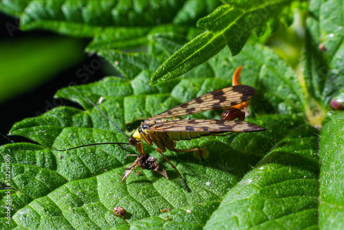 Panorpa communis is the common scorpionfly a species of scorpionfly. Its are useful insects that eat plant pests