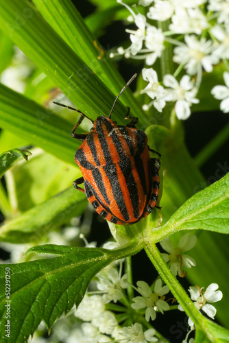 European Minstrel Bug or Italian Striped shield bug  Graphosoma lineatum  climbing a blad of grass