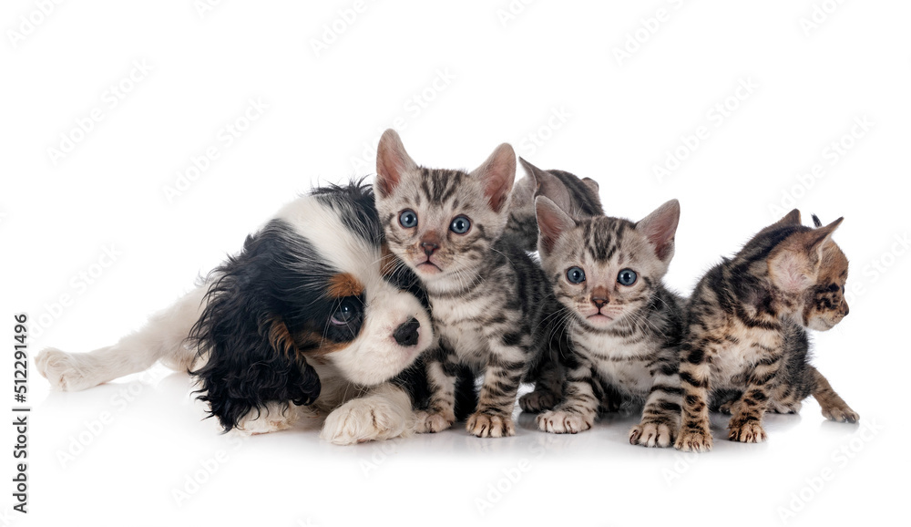 bengal kitten and cavalier king charles