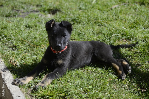 black dog on grass