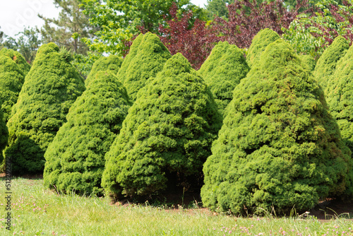 Topiary art in the arboretum. Trimmed trees and shrubs in the arboretum. Green Thuja in the City Park
