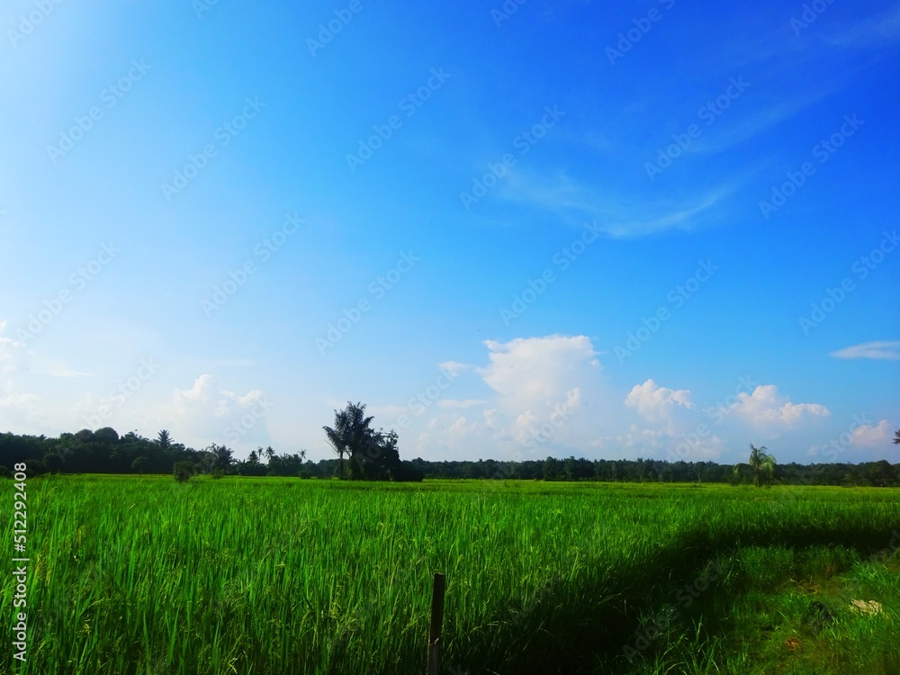 field and blue sky field and blue sky