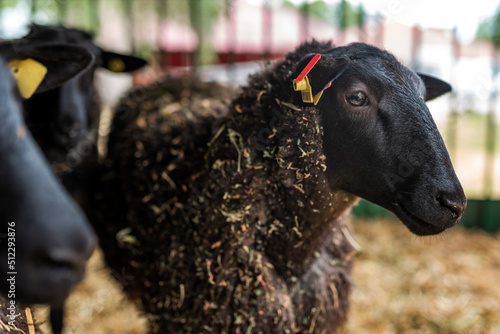 Black Welsh mountain sheep in ranch barn photo