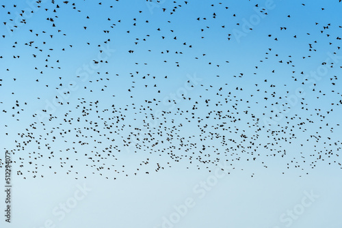 Flock of starling birds swarming at the sky