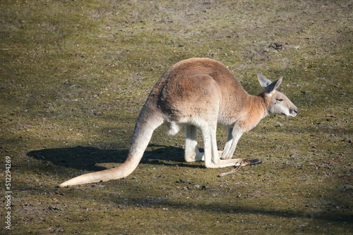 red kangaroo sitting on a meadow. mammal from australia. red brown fur.