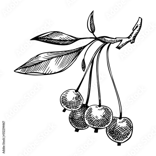 Decorative apple vector illustration. Hand-drawn food drawing. Fruit trees sketch. Garden plant for recipe, menu, label, packaging, Vintage apple tree branch with ripe fruit in a sketched style