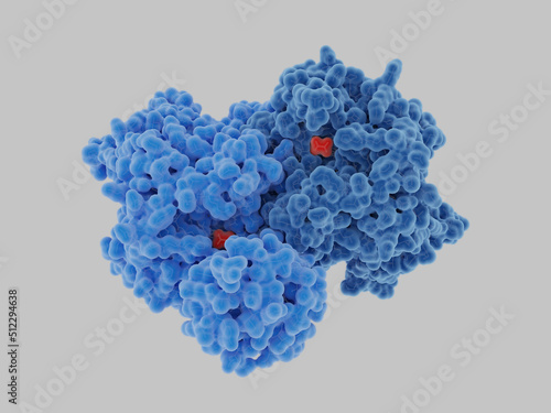 Pyruvate Kinase M2  (PKM2) dimer. A substrate analogon (red) is bound to the active site.  photo