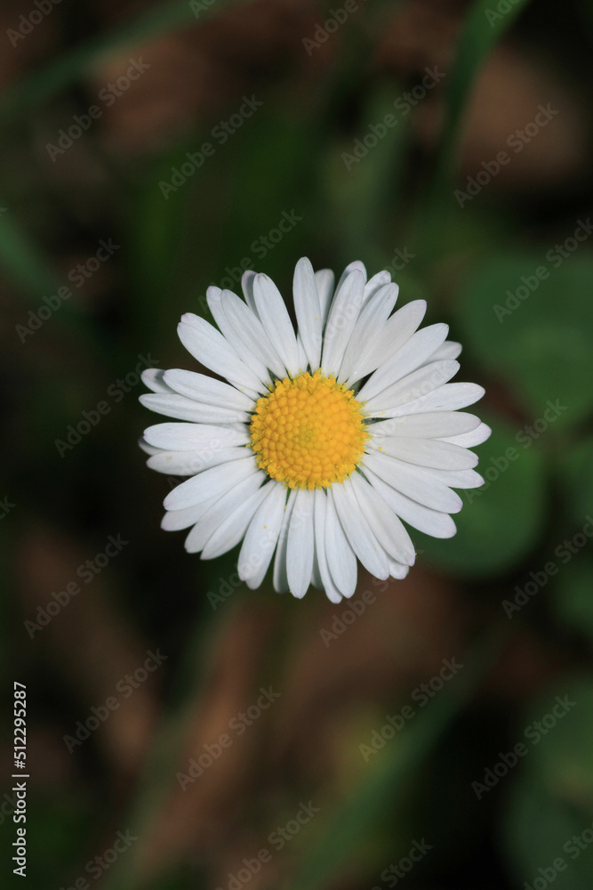 Natural Bellis Perennis Macro Photo Natural Bellis Perennis Macro Photo