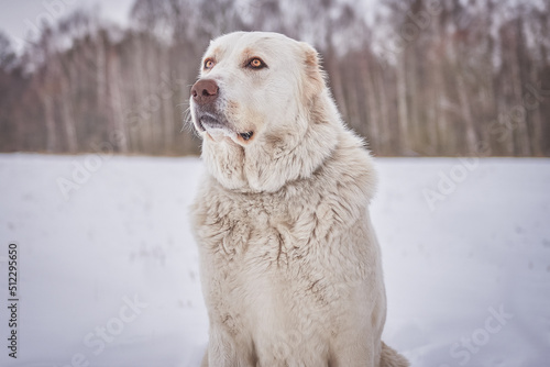 Dog breed caucasian shepherd close-up photo