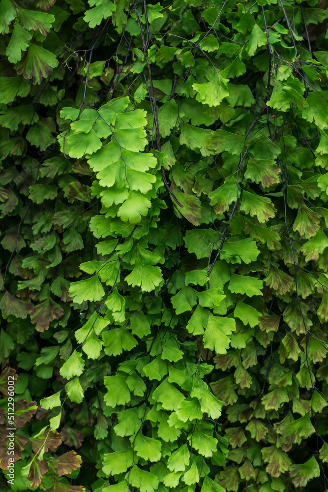 Green leaves of fern adiantum close up Green leaves of fern adiantum close up