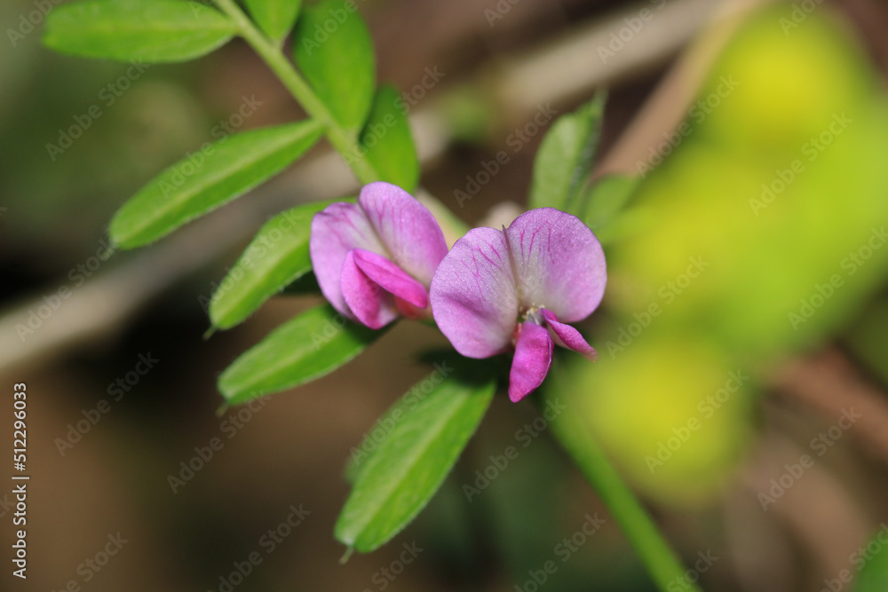 canavalia rosea pink flower macro canavalia rosea pink flower macro